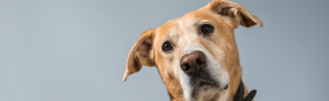 Dog Curiosius