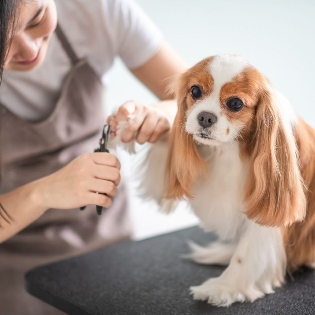 Dog Nails