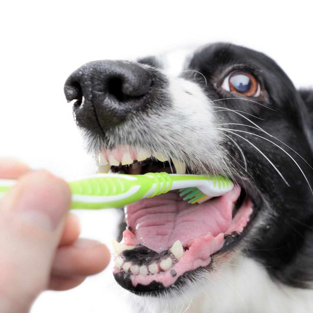 Dog Cleaning Dental