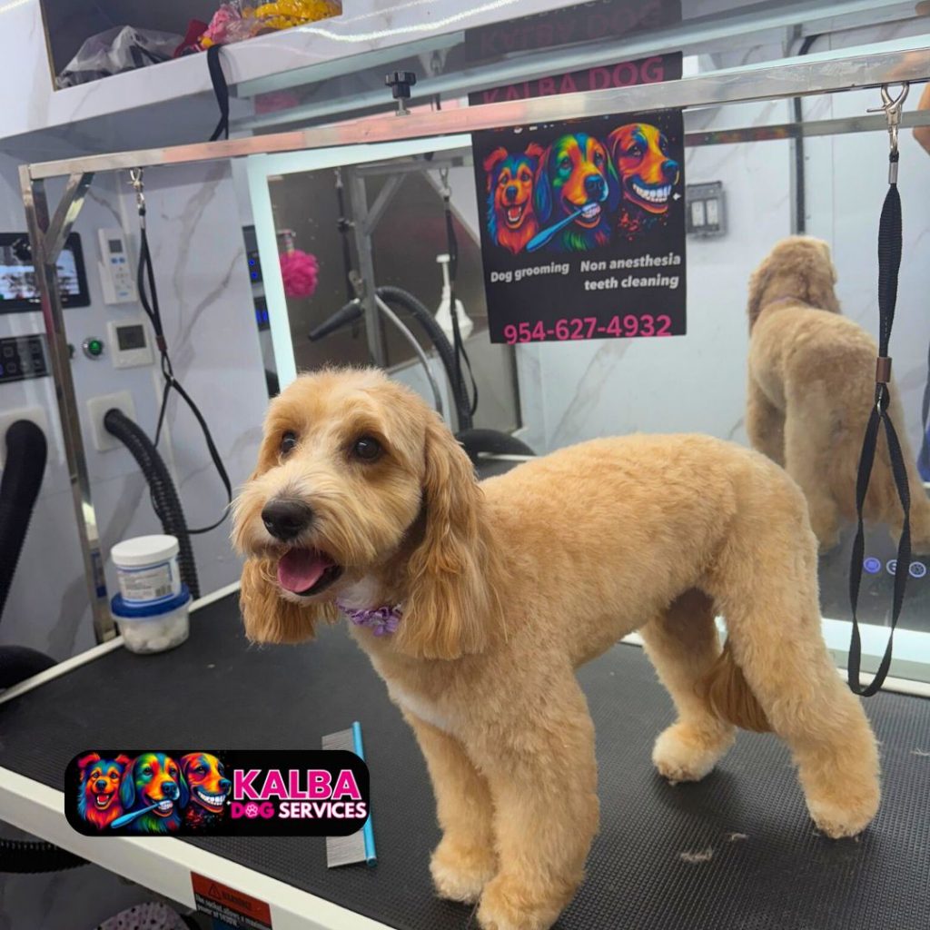 Pet Grooming Dog Kalba - Dog 1