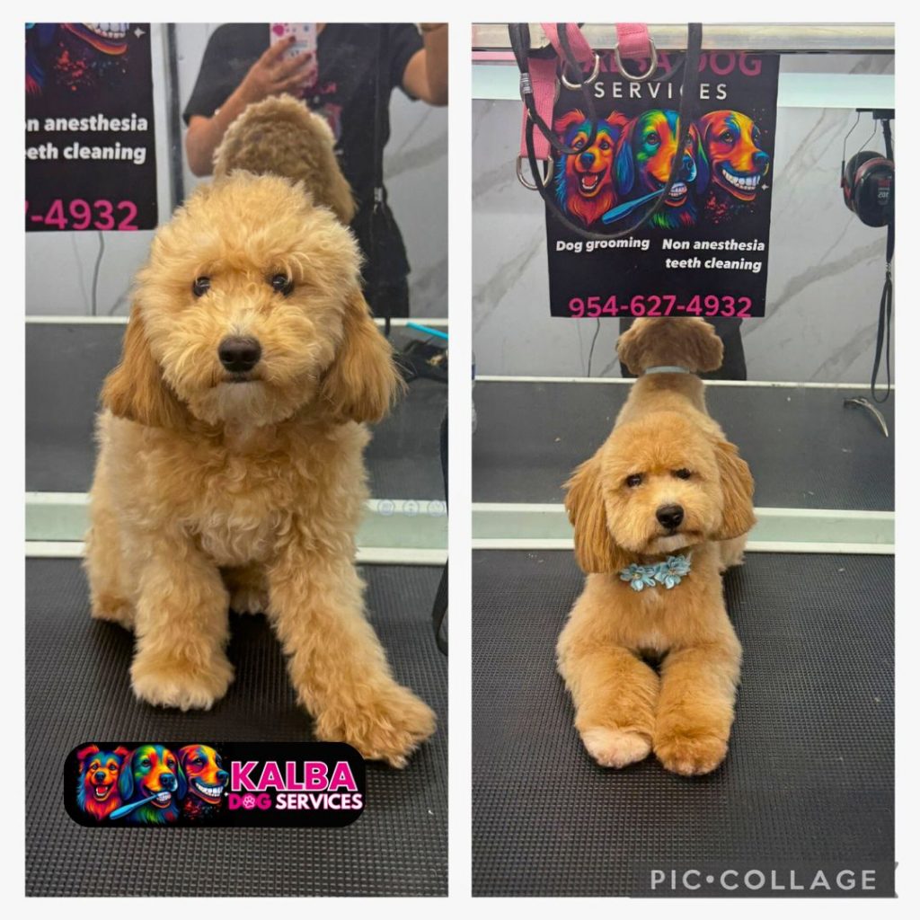 Pet Grooming Dog Kalba - Dog 10
