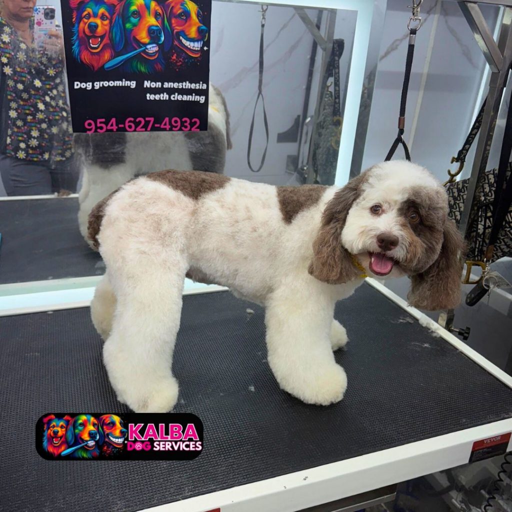 Pet Grooming Dog Kalba - Dog 2