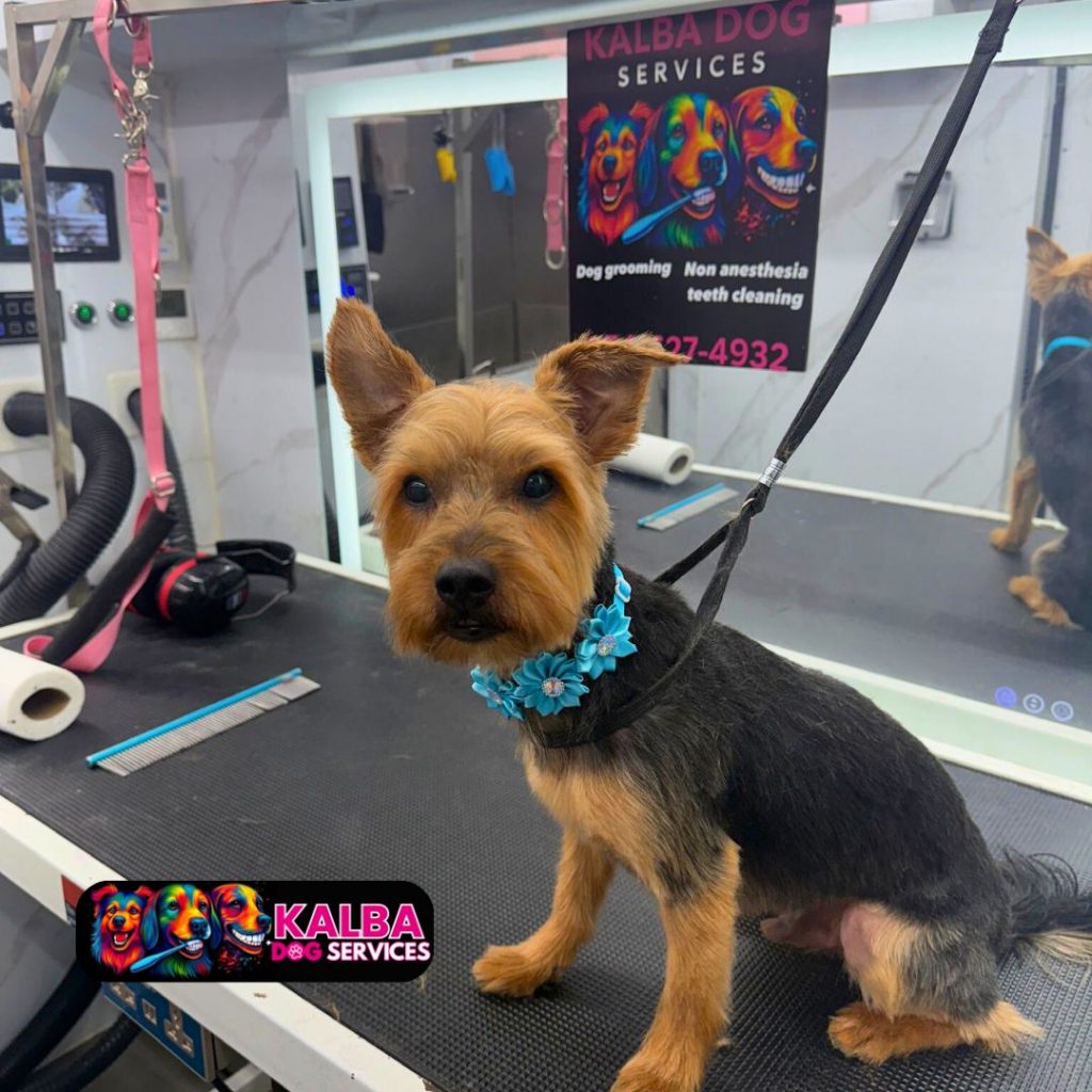 Pet Grooming Dog Kalba - Dog 3