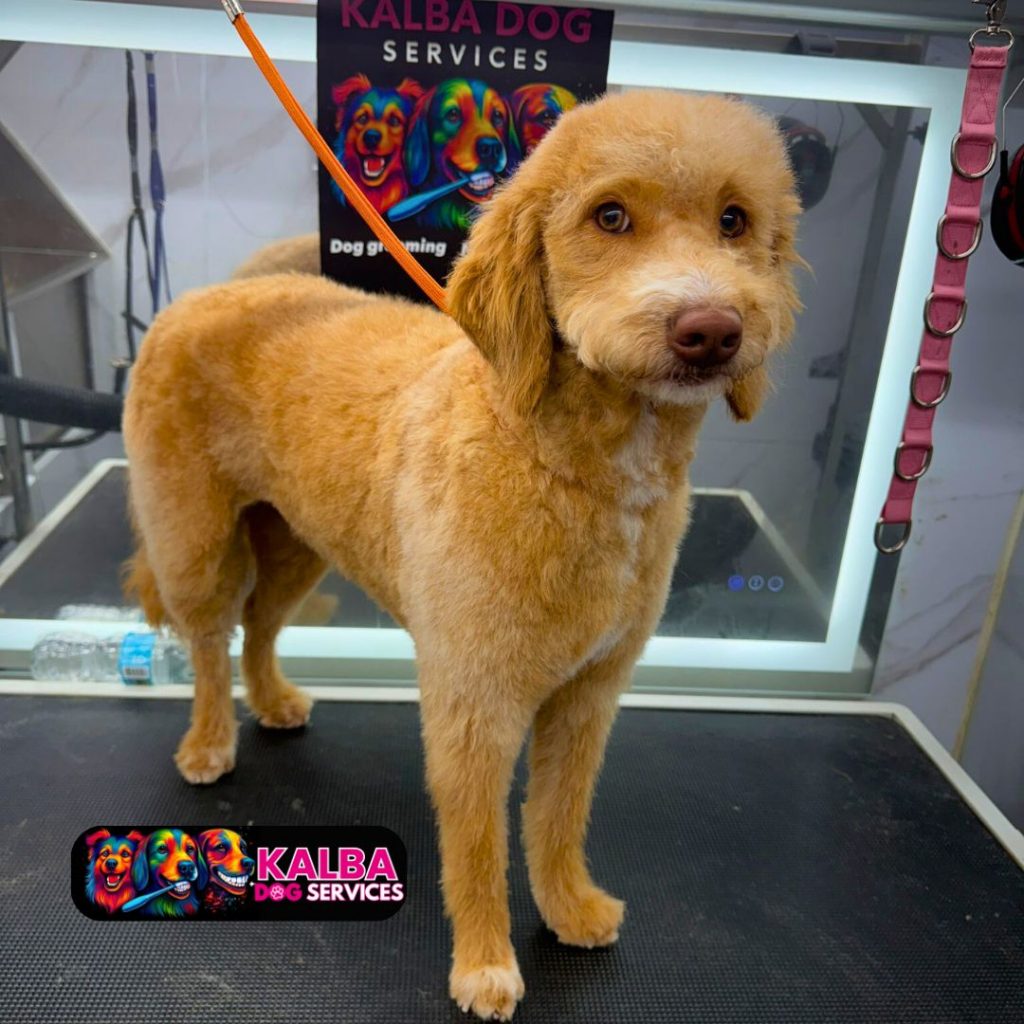 Pet Grooming Dog Kalba - Dog 5