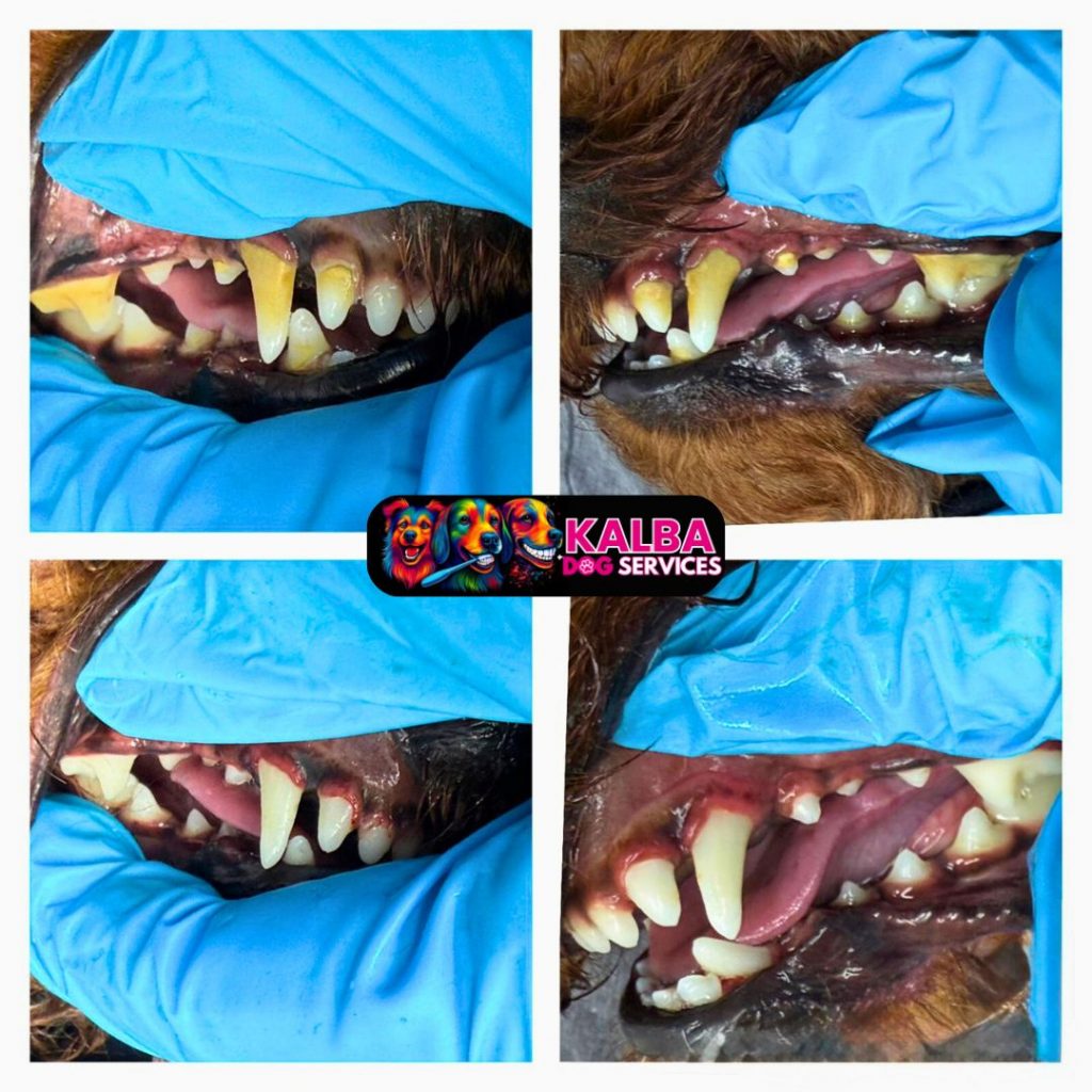 Dog smile showing improved dental health