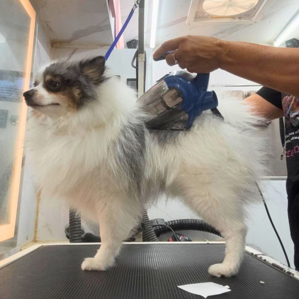 ADB Extra Petite Kalba Dog Services